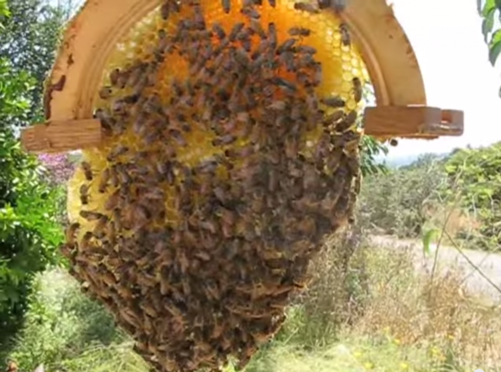 The Sun Hive: A Majestically Beautiful Bee Hive That Could Save The