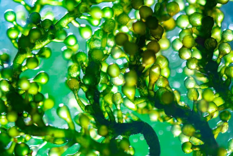 Algae Biofuel Farm Photobioreactor Harvester Extraction System Off Algae Biofuel Farm Photobioreactor Harvester Extraction System Off