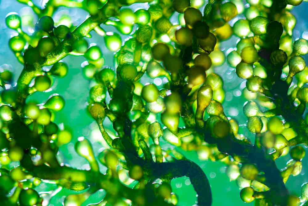 Algae for biofuel