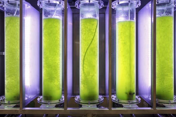 Algae Biofuel Farm Photobioreactor Harvester Extraction System Off Algae Biofuel Farm Photobioreactor Harvester Extraction System Off
