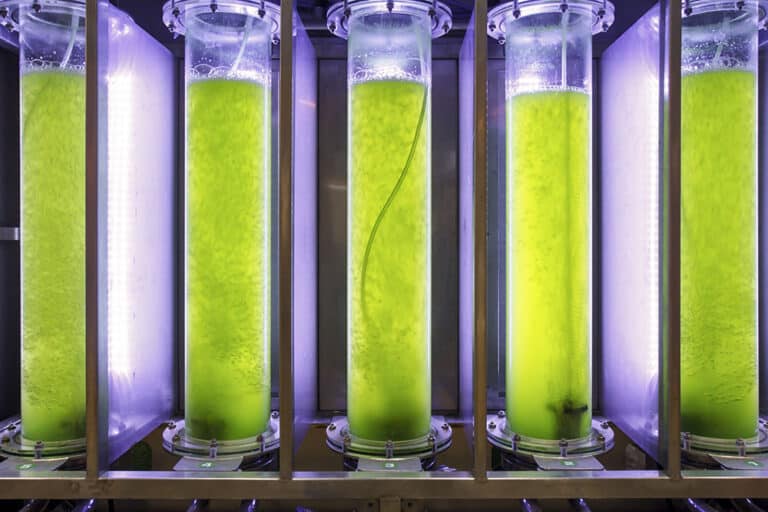 Algae Biofuel Farm Photobioreactor Harvester Extraction System Off