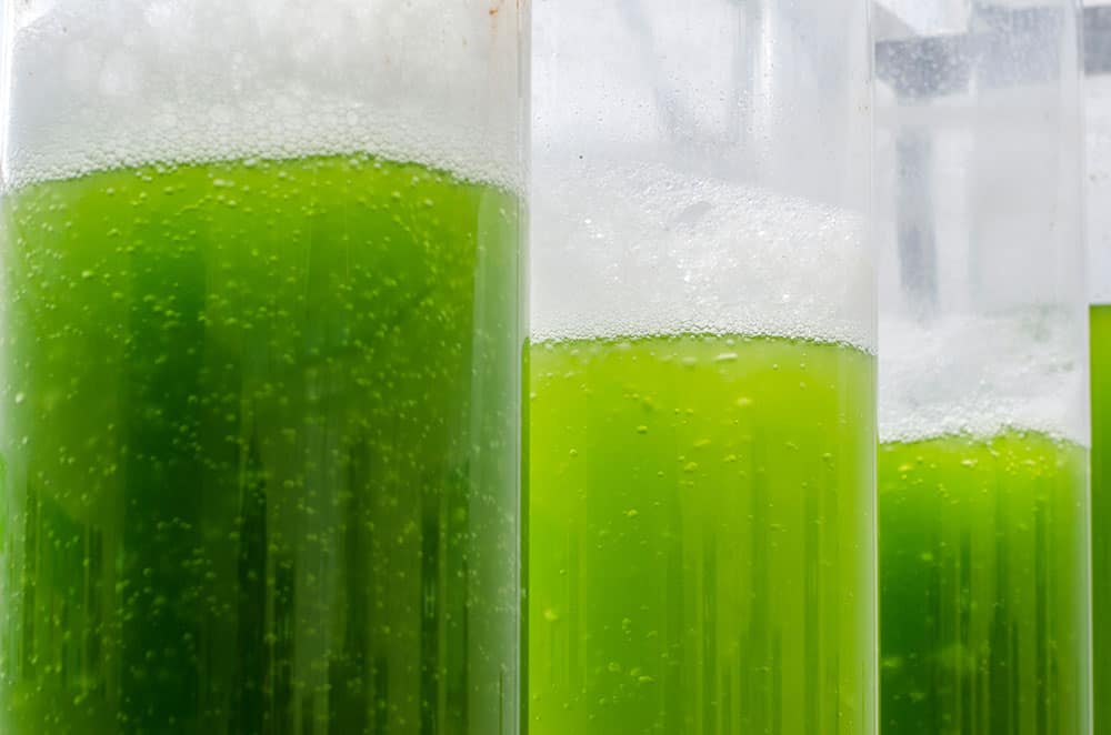 Algae biofuel