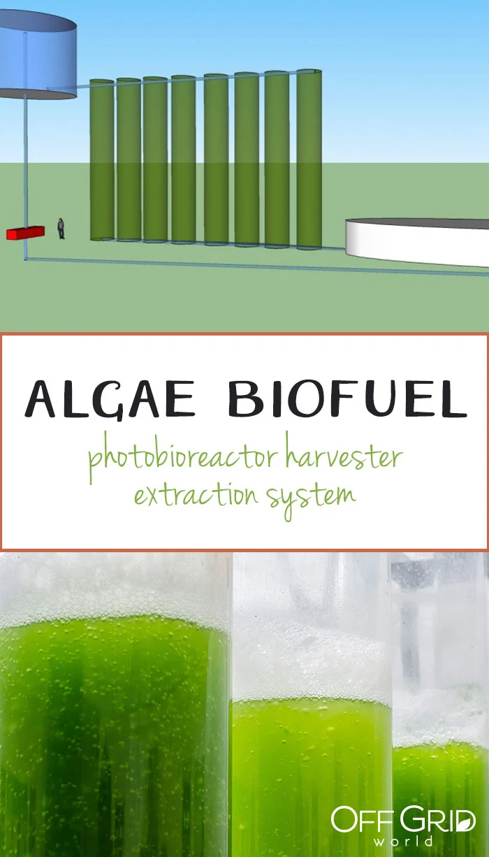 Algae biofuel