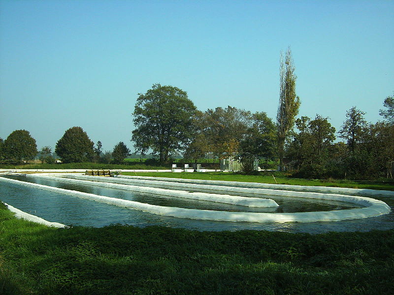 Algae Farm