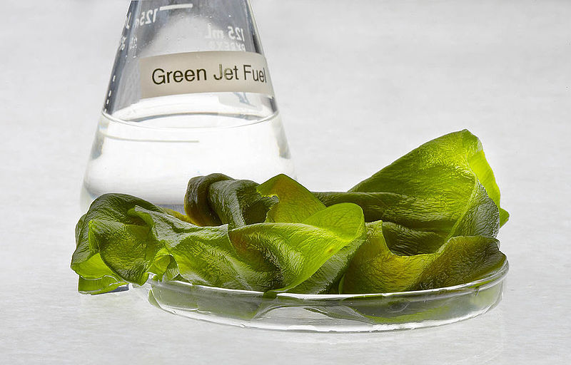 Farming Algae For BioFuel: The Renewable Energy Crop