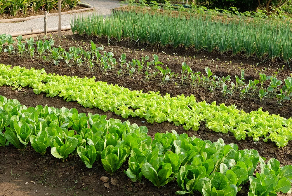 Organic urban farming
