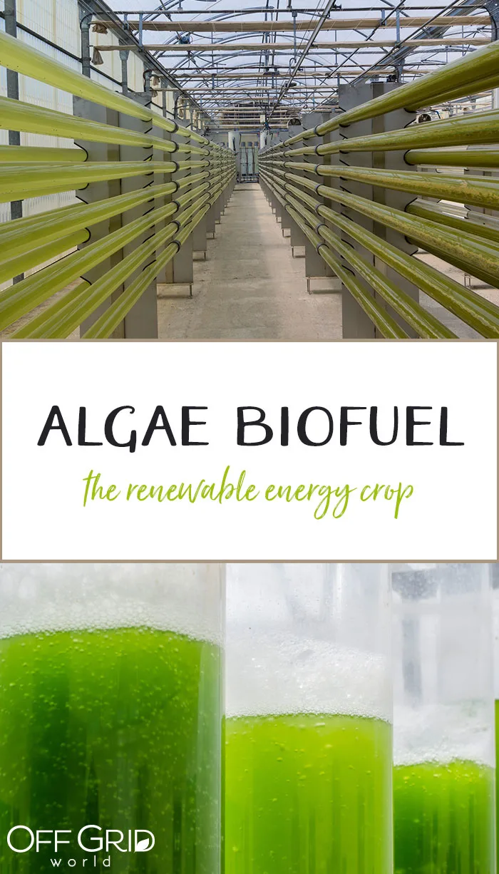 Algae as biofuel