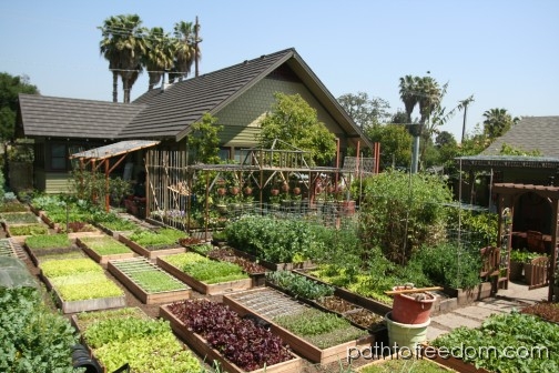 UrbanHomestead.org garden in an urban yard