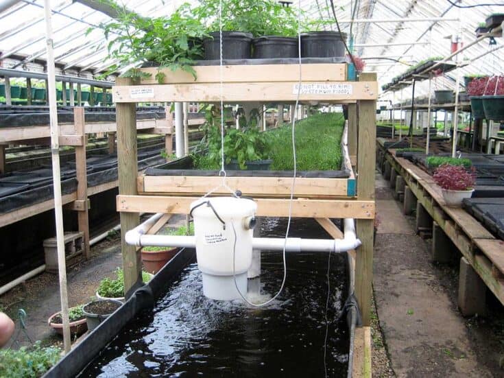 Aquaponics for Apartments: Fish and Plants in Perfect Harmony - Off Grid Apartment Renovation With Aquaponics Systems