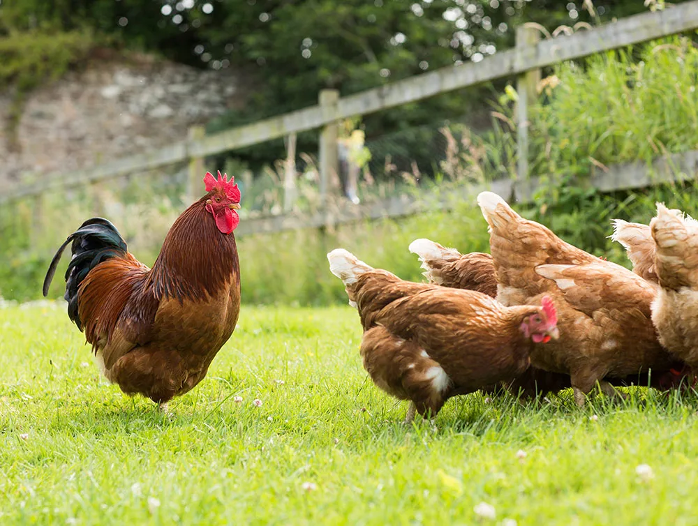 Raising chickens off grid