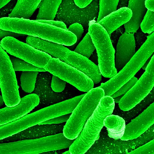 E Coli [Photo]