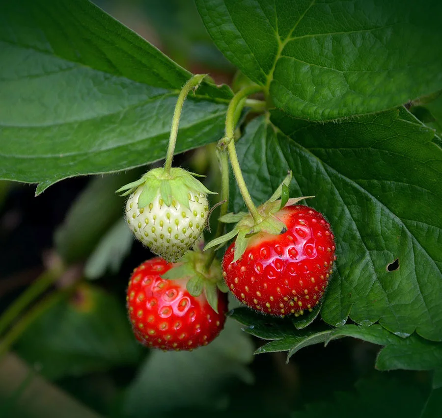 Strawberry plant