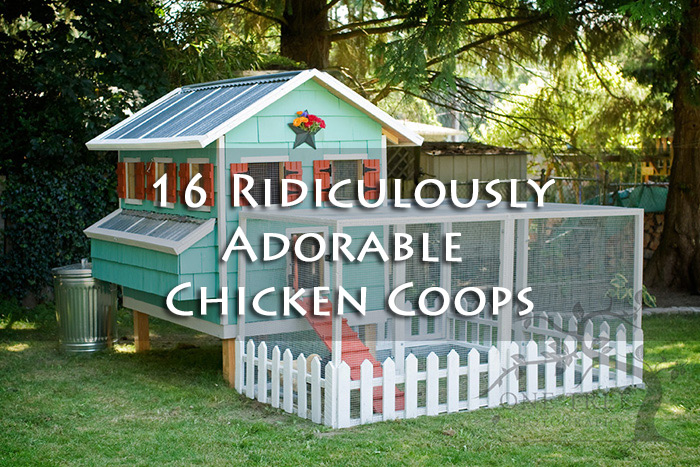 chicken coop designs