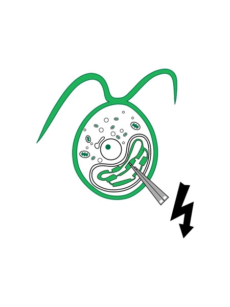 Latro_Nanoelectrodes