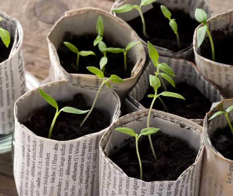 How to Make Newspaper Pots for Starting Seeds
