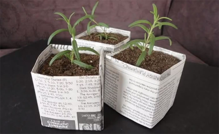 Newspaper seed pots