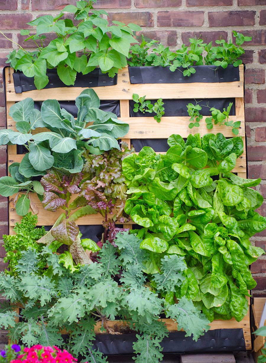 How to create a pallet vertical garden for small spaces