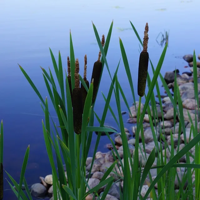 cattail1