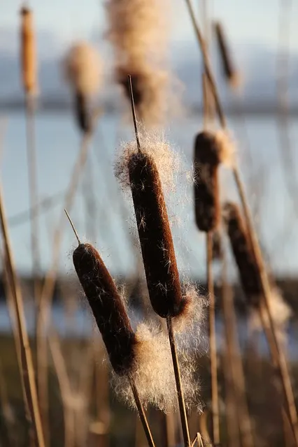 cattail3