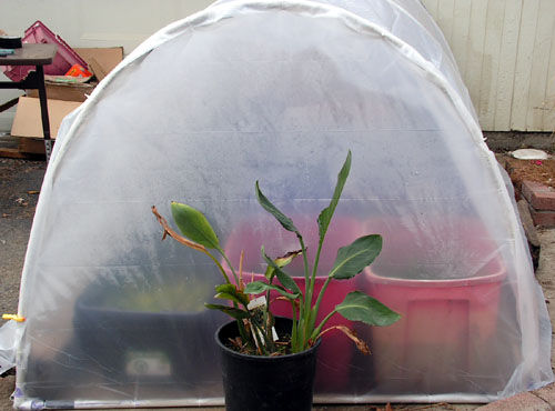 Cheap DIY greenhouse plans