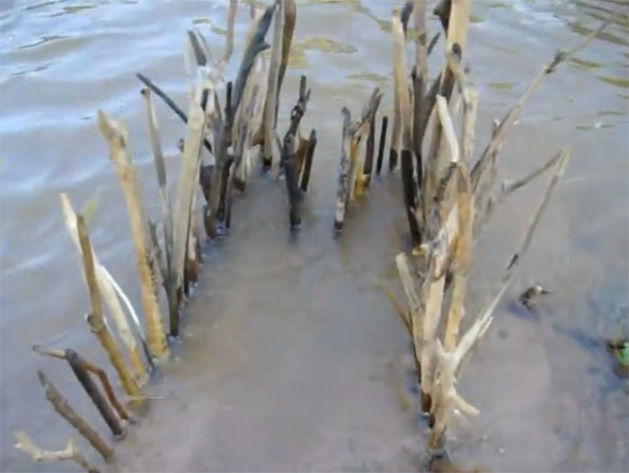 Build Simple Fish Trap Catch Many Fish By Hand- Survival Life