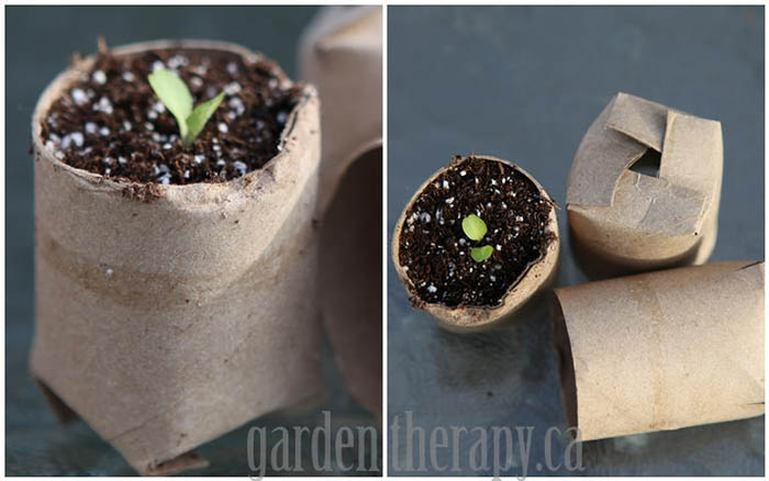 Toilet paper roll seed starting pot