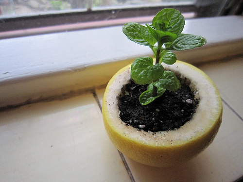 Citrus peel seed starter pots