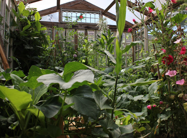 Greenhouse from old windows