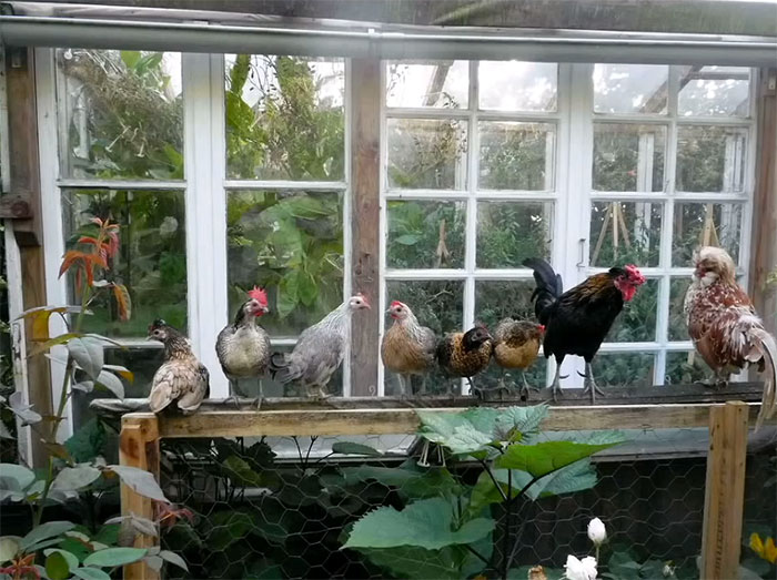 Reclaimed windows greenhouse