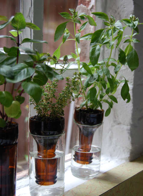 DIY Self-Watering Wine Bottle Herb Garden