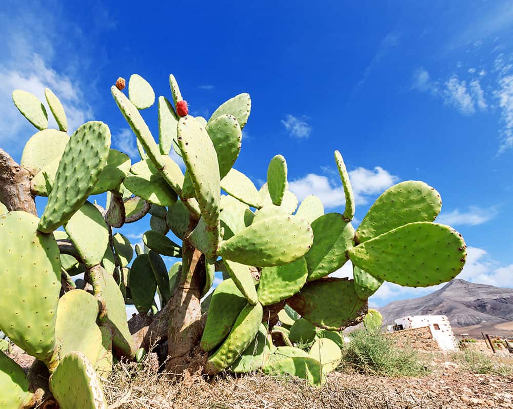 Prickly pear cactus for survival