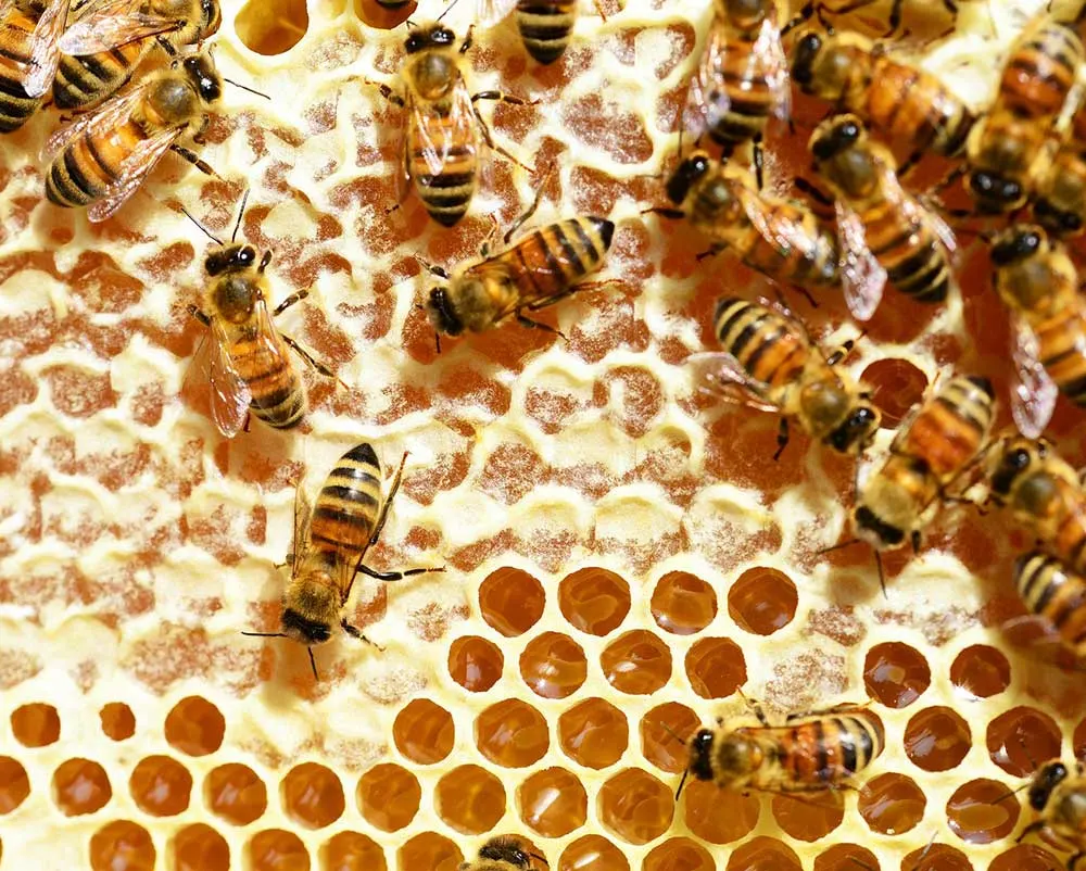 Honeycomb In Honey- Pint Jar - Bee Squared Apiaries