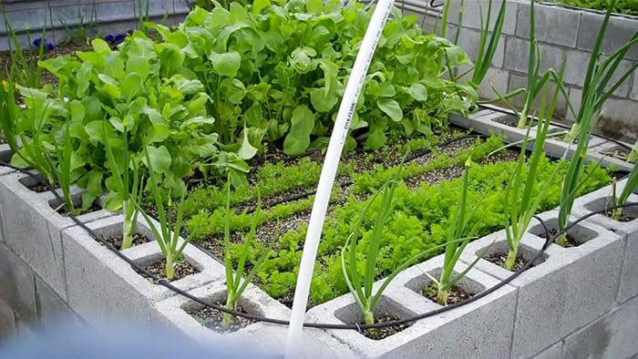 Cinder block raised garden beds