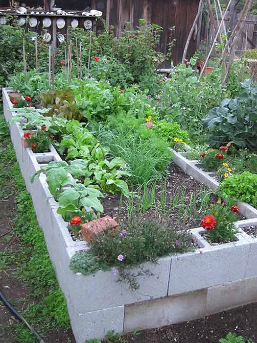 Cinder block raised garden beds