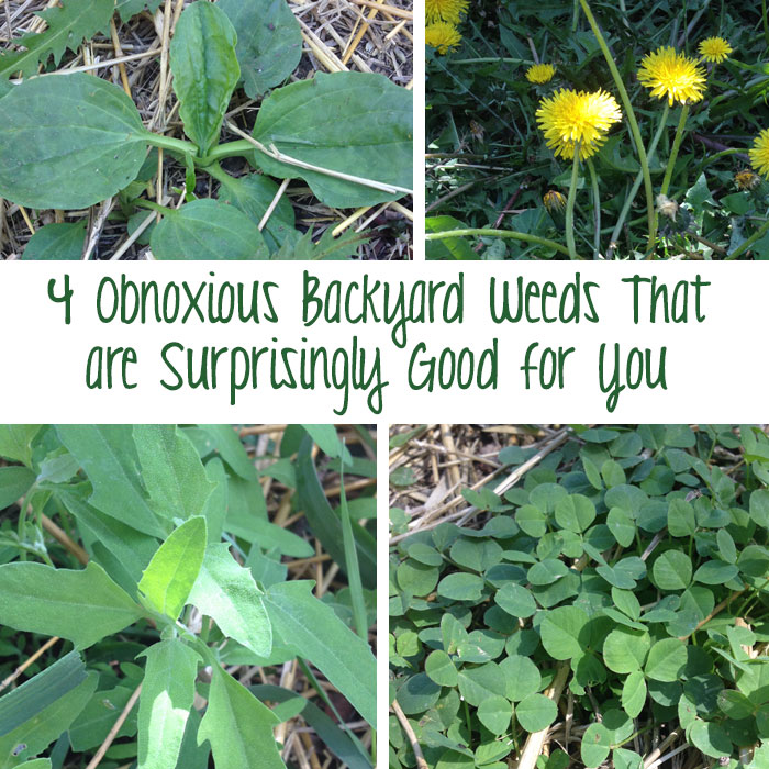 4 Obnoxious Backyard Weeds That Are Surprisingly Good For You