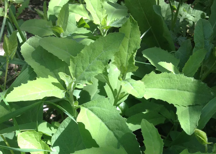 Edible weeds