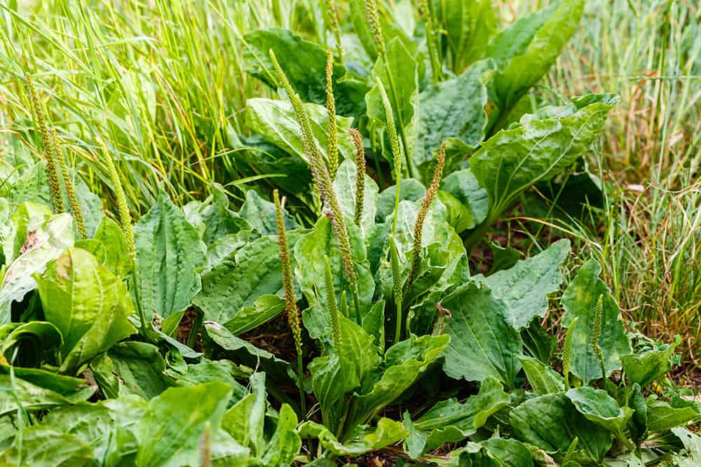 Broadleaf plantain - an edible wild plant