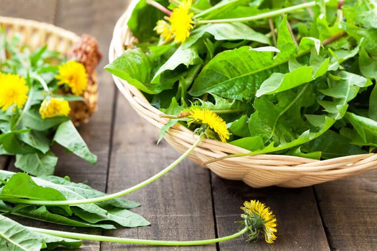Edible wild plants