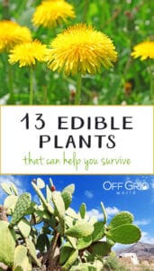 13 Weeds, Plants & Cacti You Can Actually Survive On - Off Grid World