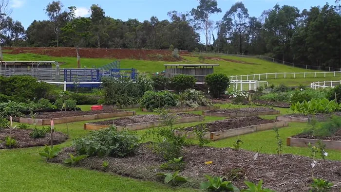 lawn-permaculture1