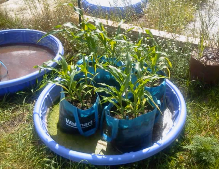 Grow bag kiddie pool planting. Tomatoes, peppers and a bush bean.