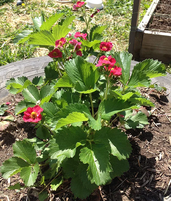 Growing strawberries in a tire