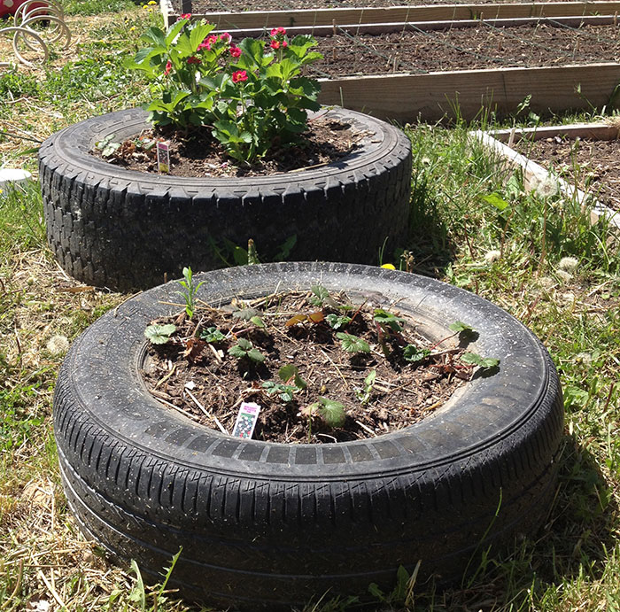 Using tires as planters