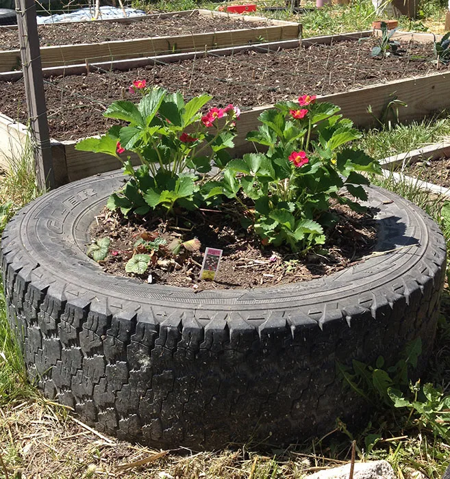 Tire strawberry planter