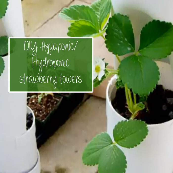 Simple DIY Strawberry Tower for Aquaponic or Hydroponic ...