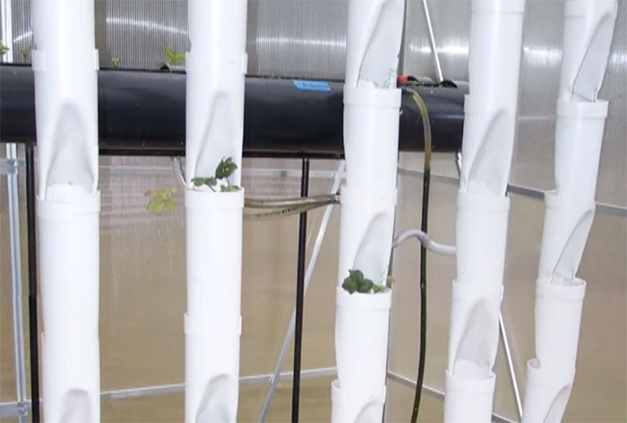 simple diy strawberry tower for aquaponic or hydroponic