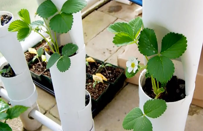 strawberry tower hydroponic diy growing aquaponic simple pvc strawberries system hydroponics garden vertical towers pipes setups pipe aquaponics grow offgridworld