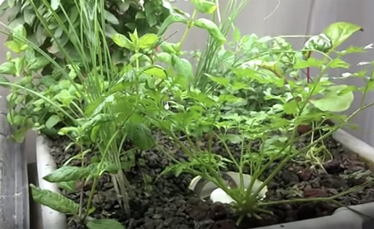 DIY aquaponics