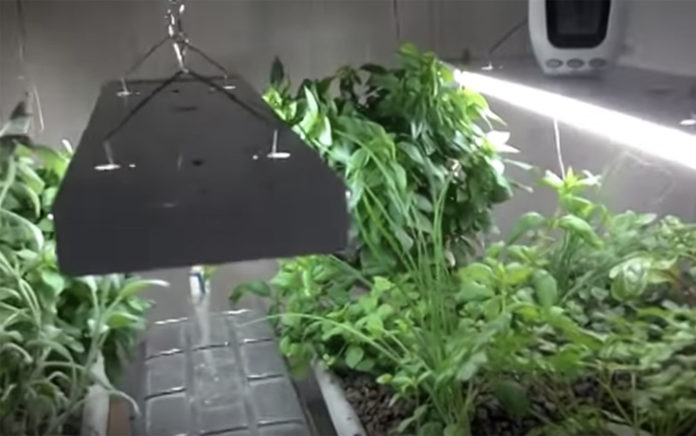 Illustration of Aquaponic System Installation In Off-Grid Homes
