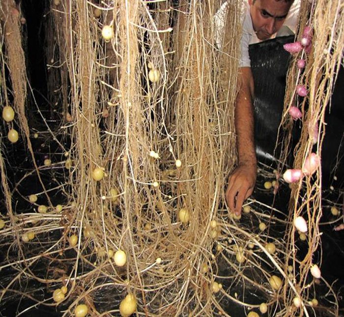 growing potatoes in thin air with aeroponics - off grid world